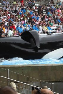 Tilikum