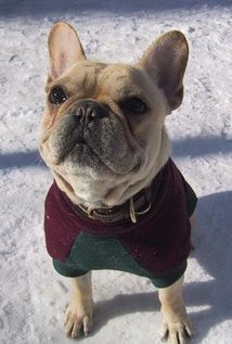 Magoo