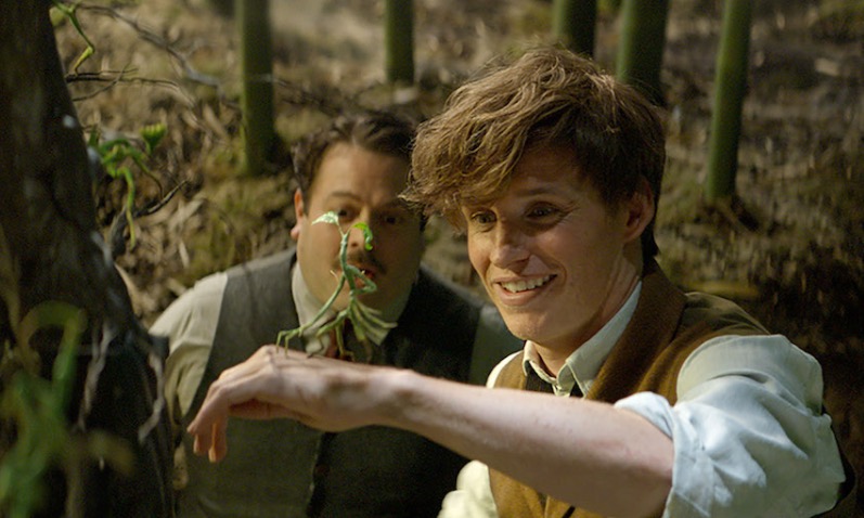 Newt Scamander