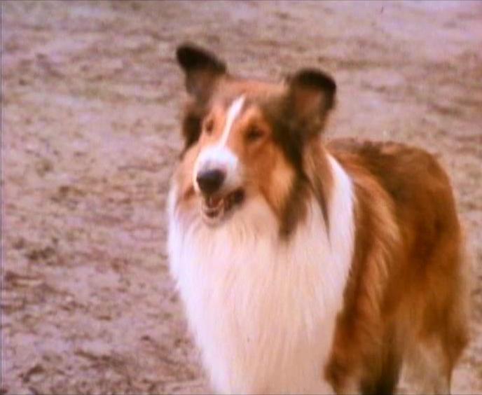 Lassie
