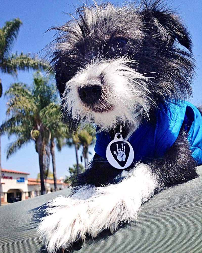 Mannix The Dog