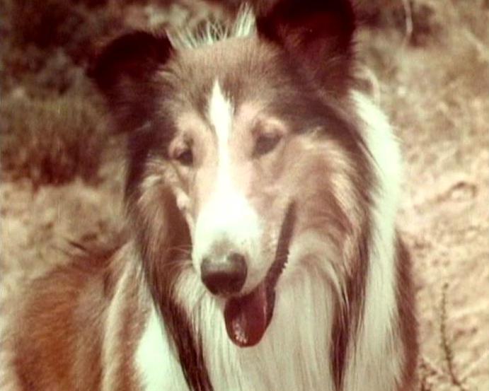Lassie