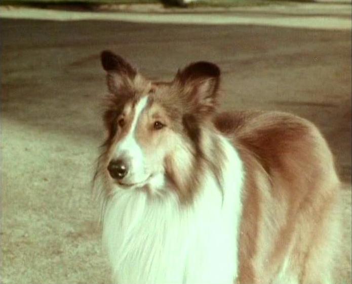 Lassie