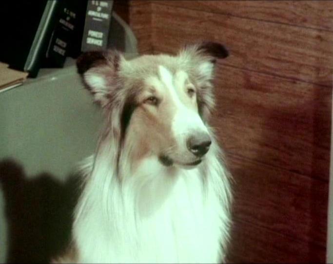 Lassie