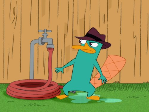 Perry the Platypus