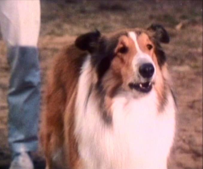Lassie