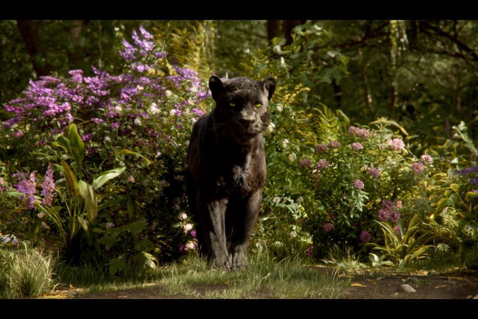 Bagheera