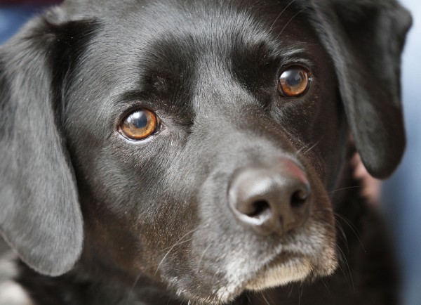 Buddy the Dog