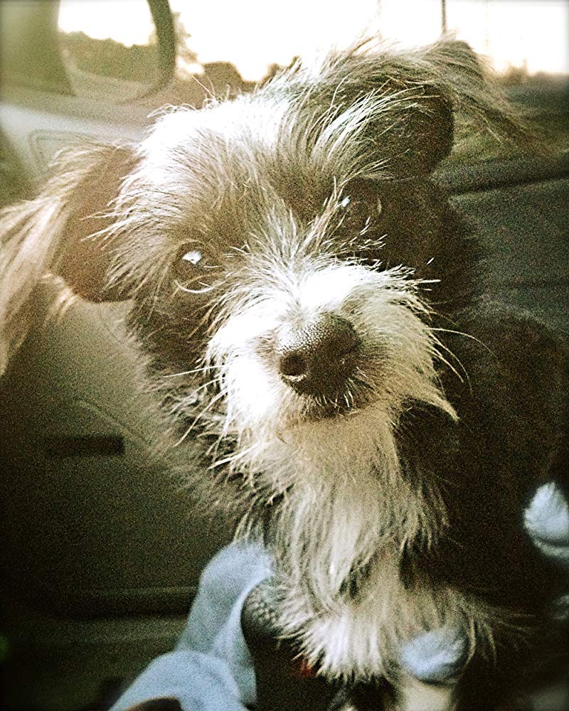 Mannix The Dog