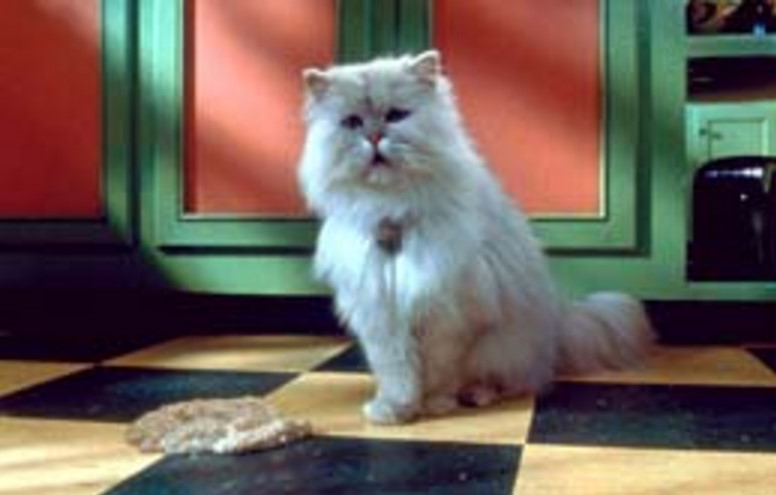 Snowbell
