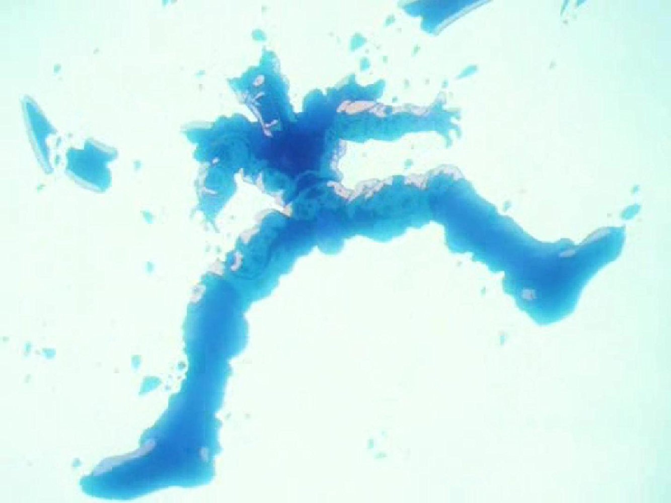 Cell