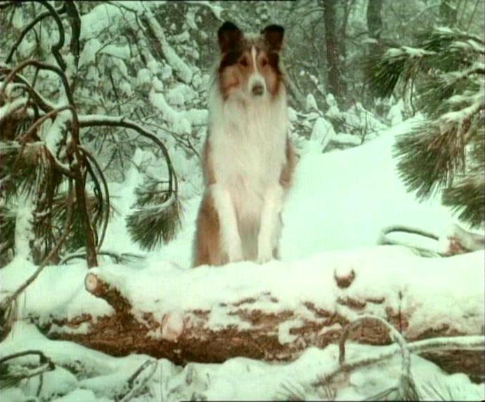 Lassie