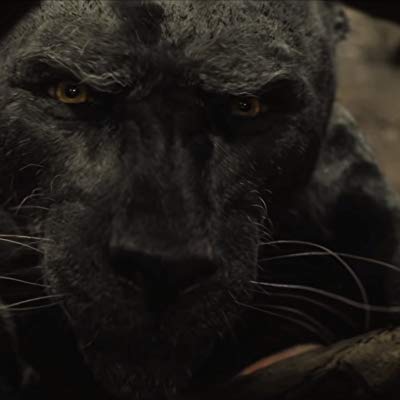 Bagheera