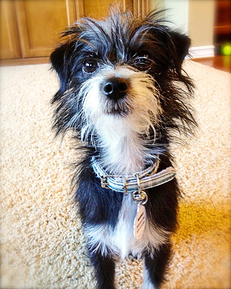 Mannix The Dog