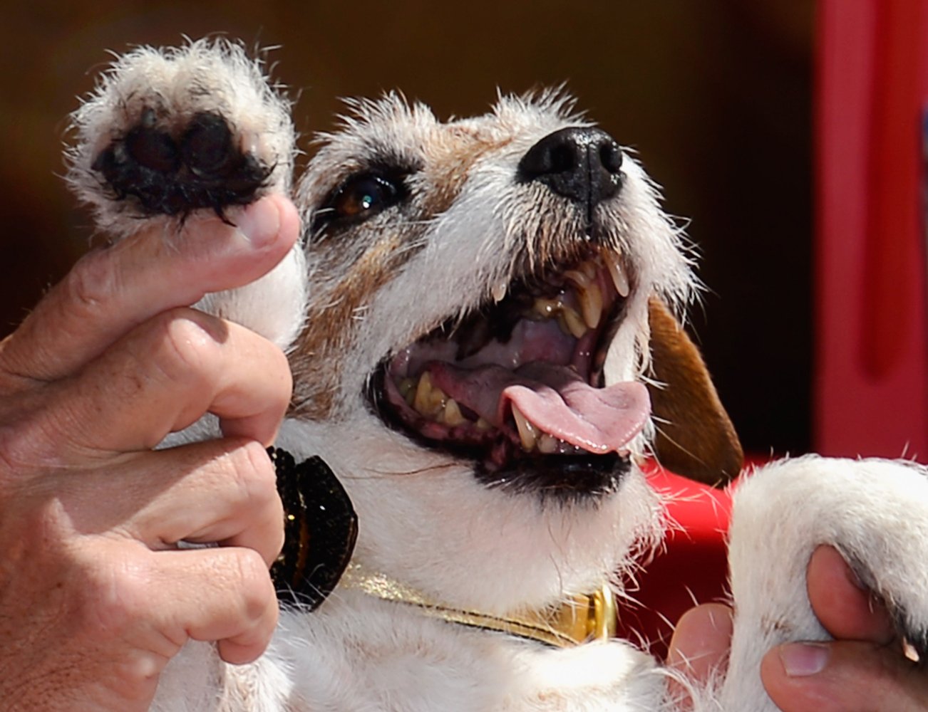 Uggie