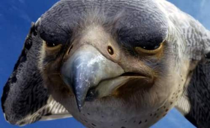 Falcon