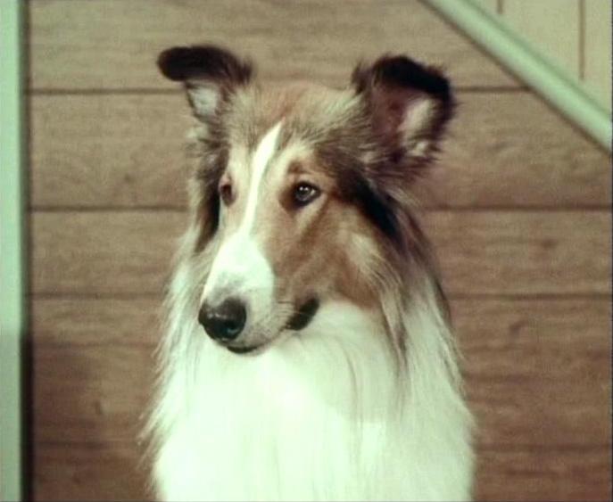 Lassie
