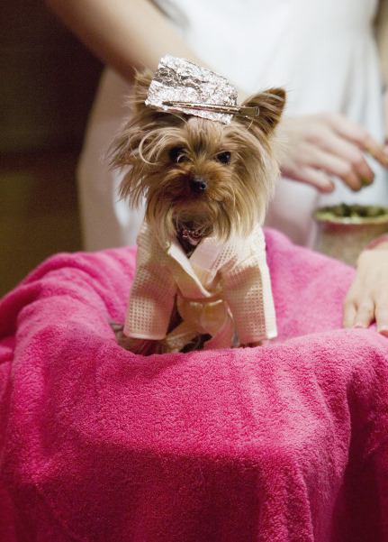 Sharpay's Dog Boi