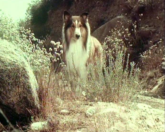 Lassie