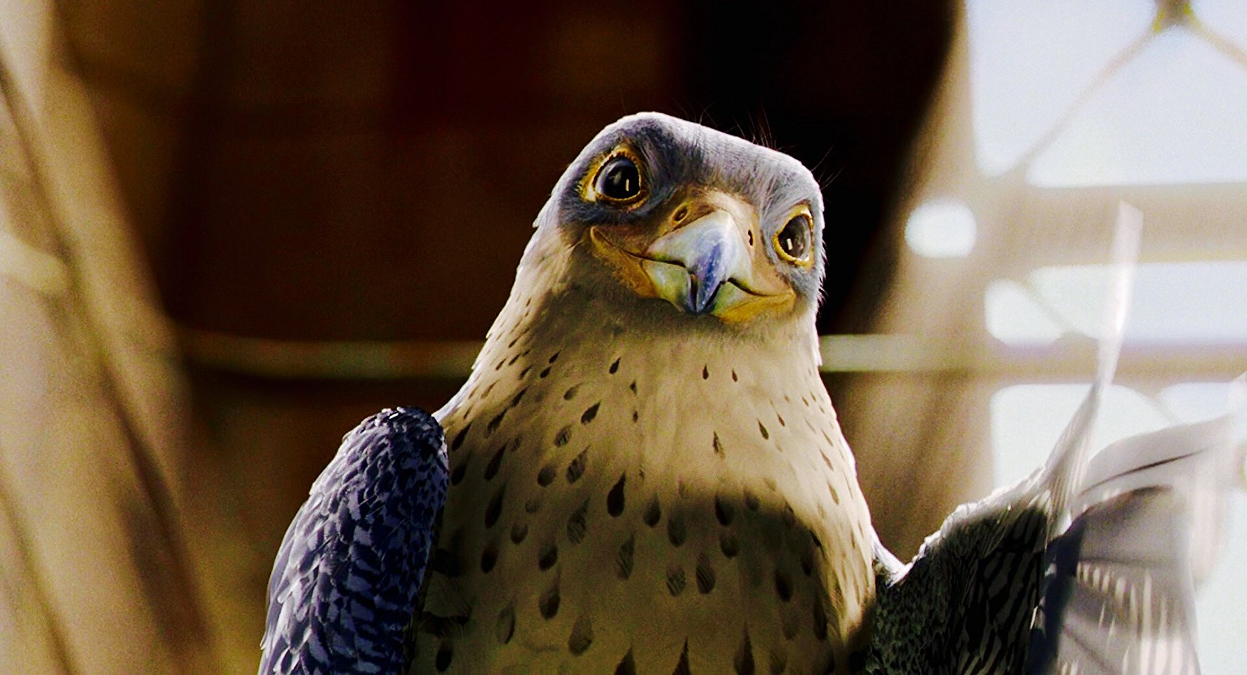 Falcon