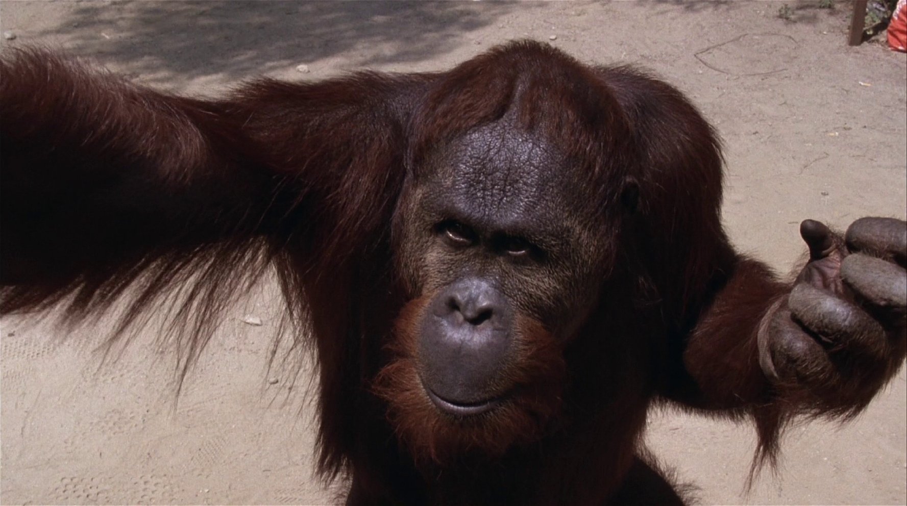 Manis the Orangutan