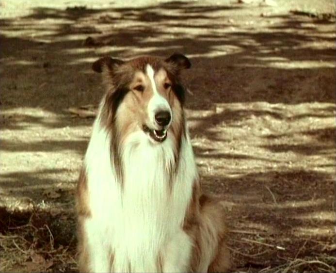 Lassie