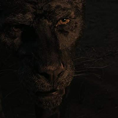 Bagheera