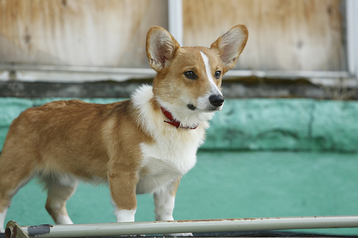 Rapunzel the Corgi