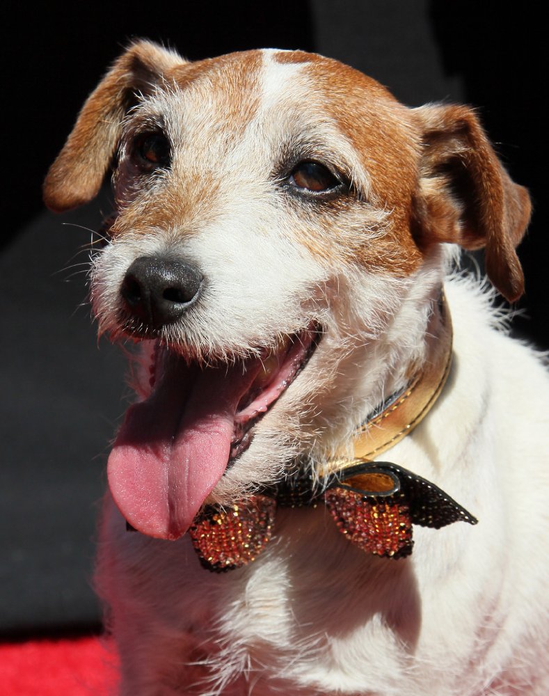 Uggie