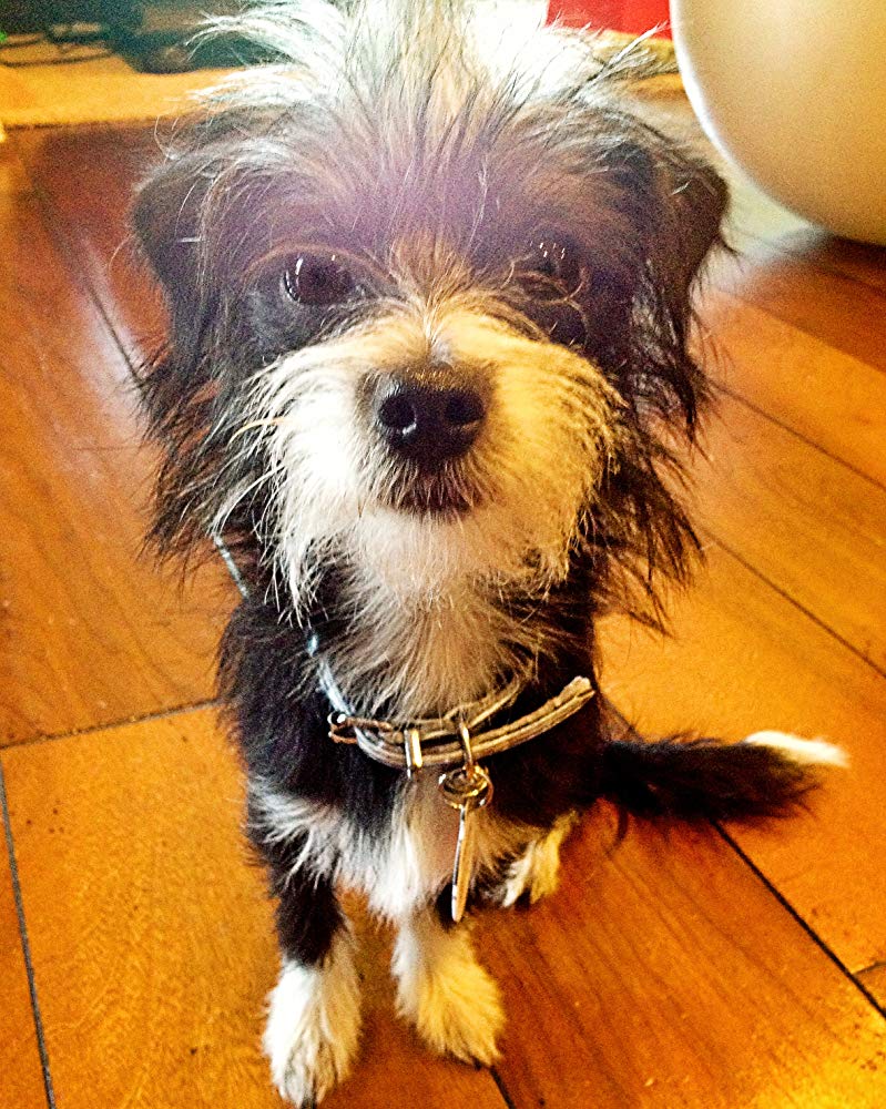 Mannix The Dog
