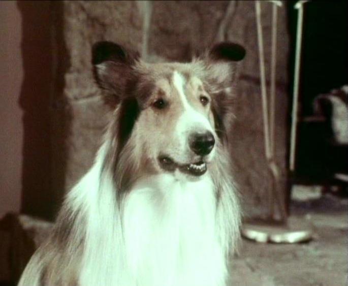 Lassie
